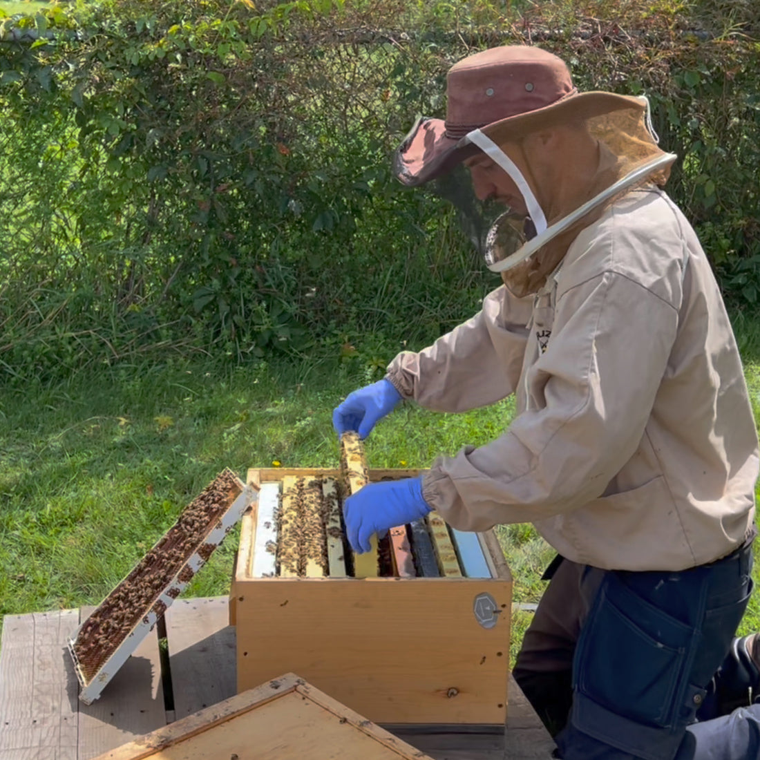 Parrainage d'une ruche