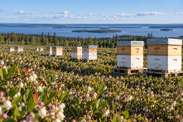 Service de pollinisation au Québec | Premier Miel